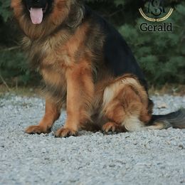 Gerald - Black and red male German Shepherd puppy in Herriman, Utah from VMS Shepherds