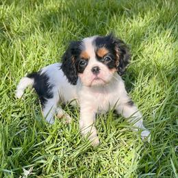 Charlotte - Tri-color female Cavalier King Charles Spaniel puppy in Diberville, Mississippi from Sophie’s AKC Cavaliers