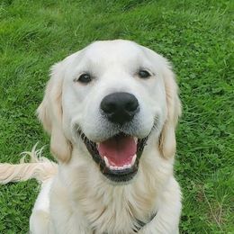 June - Golden Retriever