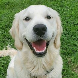 June - Golden Retriever