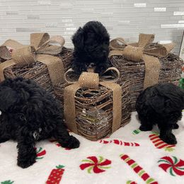 Poodle, Yorkipoo, and Yorkshire Terrier Puppies from Star Catcher Pups