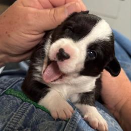 Purple collar - Black and white female Cardigan Welsh Corgi puppy in Omaha, Arkansas from DnD Corgis
