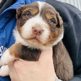 Dior - Red tri-color female Australian Shepherd puppy in Ashland, Ohio from SS Australian Shepherds