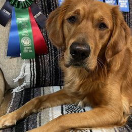 Cavalier King Charles Spaniels and Golden Retrievers from Emerald Grove Puppies