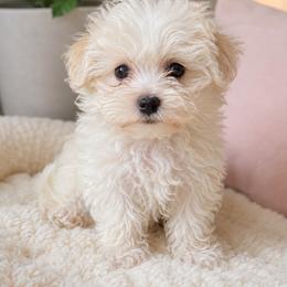 Lulu - Cream female Maltipoo puppy in Chattanooga, Tennessee from Joy-Fur Puppies