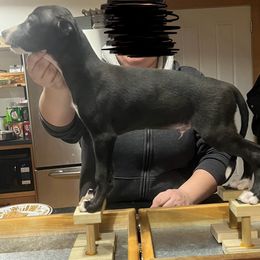 Connor - Black Whippet puppy in Erving, Massachusetts from Mariki Hounds