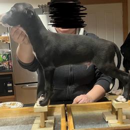 Connor - Black Whippet puppy in Erving, Massachusetts from Mariki Hounds