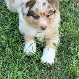 Flower - Blue merle female Australian Shepherd puppy in Jones, Oklahoma from J&R Aussies/Shih Tzu