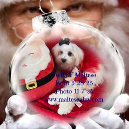 Stella - White female Maltese puppy in Silverhill, Alabama from Malteseuluv’s Tiny Treasurers