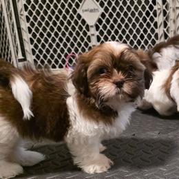 Boy One - Tricolor male Shih Tzu puppy in New Bern, North Carolina from Kuddly Creatures