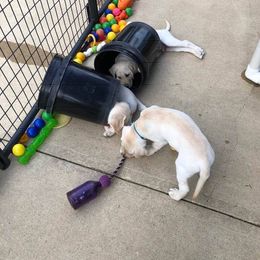 Labrador Retriever Puppies from Harvest Moon Farm
