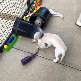 Labrador Retriever Puppies from Harvest Moon Farm