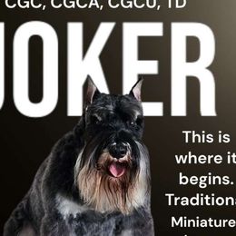 Joker - Miniature Schnauzer