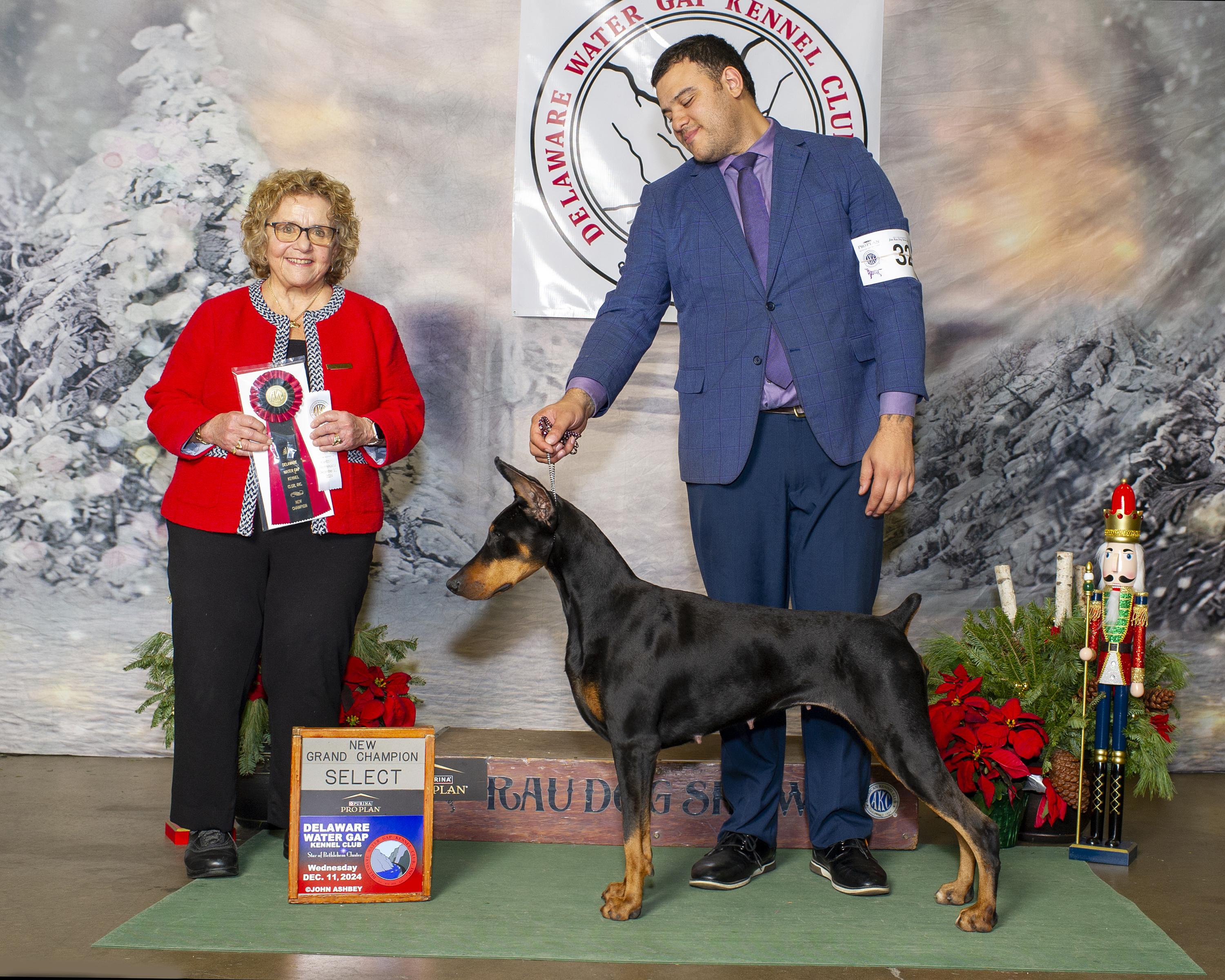 Doberman Pinschers from Indah Lux Dobermans