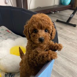 Mia - Red  female Poodle puppy in Berrien Springs, Michigan from Michigan Mini & Toy Red Poodles