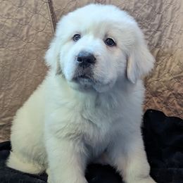 Great Pyrenees Puppies from Duck Creek Poultry Place & Wilson's Waterfowl