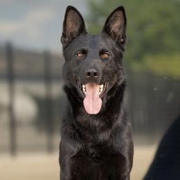 French Bulldogs and German Shepherds from The Iron Canine