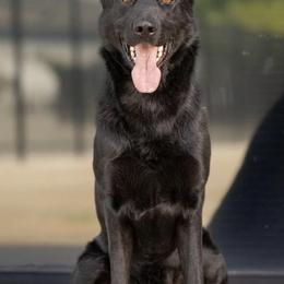 French Bulldogs and German Shepherds from The Iron Canine