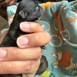 Boy 2 - Sable male Shih Tzu puppy in Bastrop, Louisiana from Happy Scout's Shih Tzu's