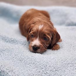 Rufus - Red  male Goldendoodle puppy in Kansas City, Kansas from Bella & Ivy’s Mini Goldendoodles of KC