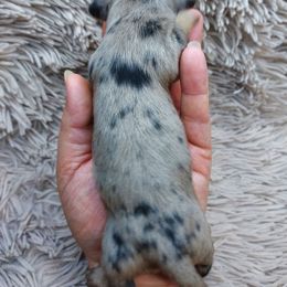 IRMA - Dapple - Dapple female Dachshund puppy in Swink, Oklahoma from Palali Farm