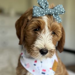 Girl 1 - Red  Goldendoodle puppy in Virginia from The Doodle Homestead