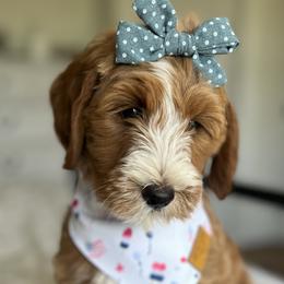 Girl 1 - Red  Goldendoodle puppy in Virginia from The Doodle Homestead