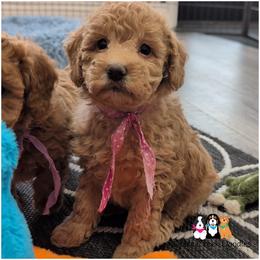 Hunny - - Apricot female Goldendoodle puppy in Jeddo, Michigan from Apple Creek Doodles
