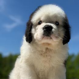 Violet - Mahogany and white female Saint Bernard puppy in Saltsburg, Pennsylvania from Loyal Ridge Saint Bernards