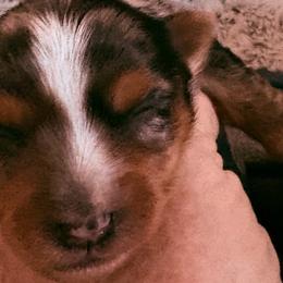 Tillie Lesperance - Parti female Yorkshire Terrier puppy in Phoenix, Arizona from Coursey’s Yorkies