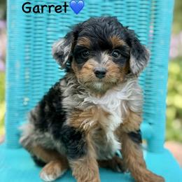 Garrett - Blue merle male Aussiedoodle puppy in Lancaster, Minnesota from Finney Ranch
