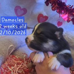 Pembroke Welsh Corgi and Siberian Husky Puppies from Regal Huskies of the Carolinas