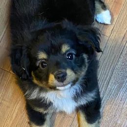 Australian Shepherds, Miniature Australian Shepherds, and Toy Australian Shepherds from Hanna’s Piney Paws