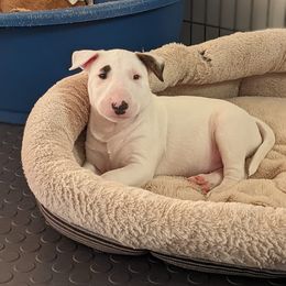 Bull Terrier Puppies from Old England Bull Terriers