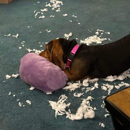 Basset Hound and Collie Puppies from Collegiate Bassets and Rheign Collies