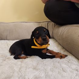 Yellow girl - Black and rust female Doberman Pinscher puppy in Leslie, Arkansas from Shakarri Irish Setters