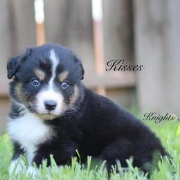 Kisses - Black tri-color female Australian Shepherd puppy in Ceres, California from Knight's Aussies