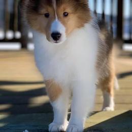 Shetland Sheepdog Puppies from Royal Tea Shelties