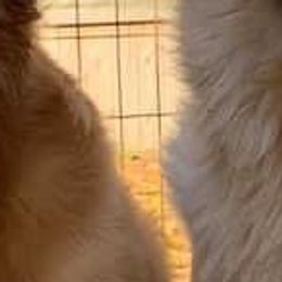 Golden Retrievers from Eberly Goldens