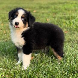 Mocha - Black tri-color male Australian Shepherd puppy in Beaverdam, Virginia from Cimmarun Farm Aussies