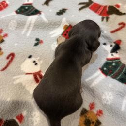 Sam - Gray (blue) and tan female Dachshund puppy in Wappapello, Missouri from Kandb Dachshunds