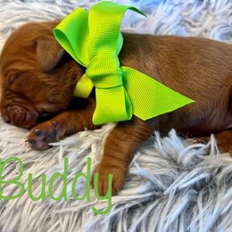 Buddy - Dark golden male Golden Retriever puppy in Moses Lake, Washington from Dune Lakes Goldens