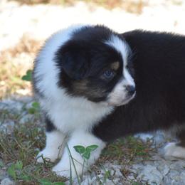 Malina - Black tri-color female Australian Shepherd puppy in Jameson, Missouri from Sky Creek
