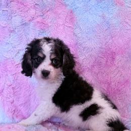 Moo Moo - Tri-color male Cavapoo puppy in Knoxville, Tennessee from Rocky Top Cavapoos