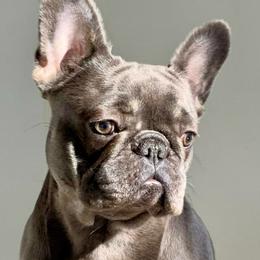 Dior - French Bulldog