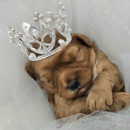 Cavapoos and Maltipoos from Sara Kingston