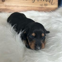 White girl - Black and tan female Dachshund puppy in Spicer, Minnesota from Arrow Valley