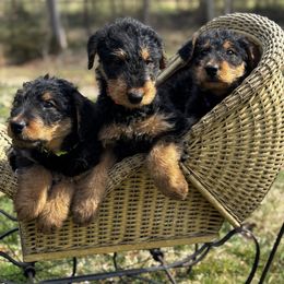 Airedale Terrier Puppies from Farm 55