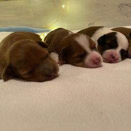 Aussiedoodle and Goldendoodle Puppies from Delaryedoodles