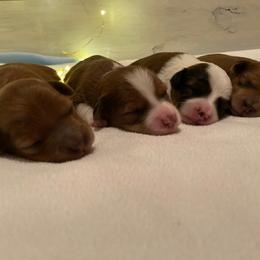 Aussiedoodle and Goldendoodle Puppies from Delaryedoodles